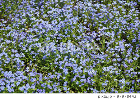 Flowers "Forget-me-not marsh" with blue flowers planted in the parks of the city of Kiev 97978442