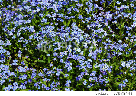 Flowers "Forget-me-not marsh" with blue flowers planted in the parks of the city of Kiev 97978443