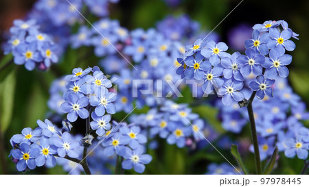 Flowers "Forget-me-not marsh" with blue flowers planted in the parks of the city of Kiev 97978445