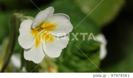 Flowers Primula vulgaris or Primula in city parks 97978561