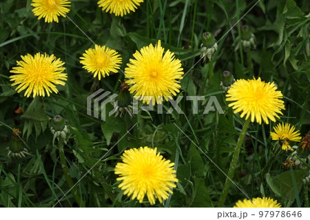 Wildflowers Dandelions growing in the field 97978646