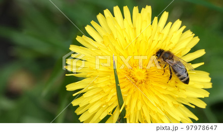 Wildflowers Dandelions growing in the field 97978647