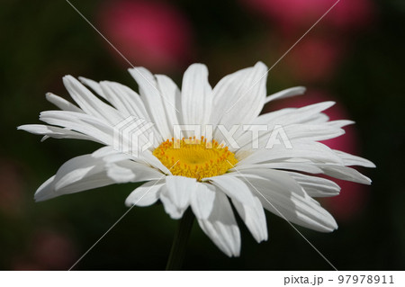 White Daisy Flowers in a Field 97978911