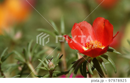 Purslane flowers close-up very delicate and beautiful 97978925