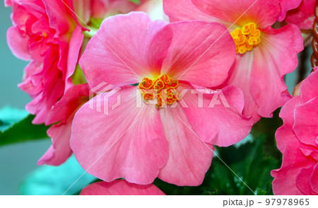 Large-flowered Purslane flowers close-up very delicate and beautiful Large-flowered Purslane flowers close-up very delicate and beautiful 97978965