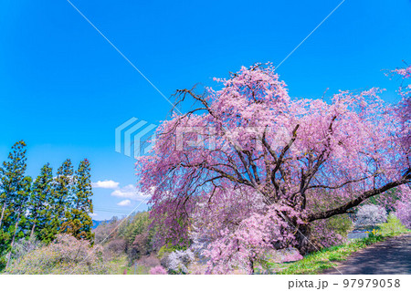 【春素材】春の絶景・小川村番所の桜【長野県】 【春素材】春の絶景・小川村番所の桜【長野県】 97979058