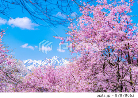 【春素材】春の絶景・小川村番所の桜【長野県】 97979062