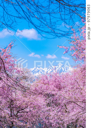 【春素材】春の絶景・小川村番所の桜【長野県】 97979063