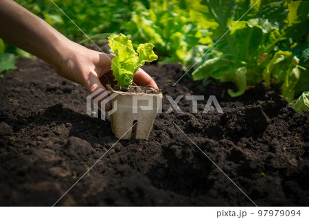 Grl puts the plant in the soil in her vegetable garden. Grl puts the plant in the soil in her vegetable garden. 97979094