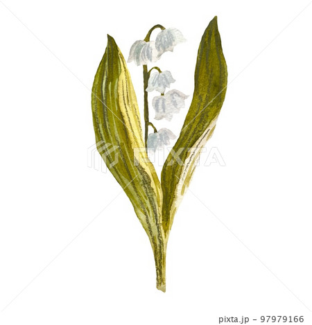 Easter snowdrop blue white green sketch watercolor Easter snowdrop blue white green sketch watercolor 97979166