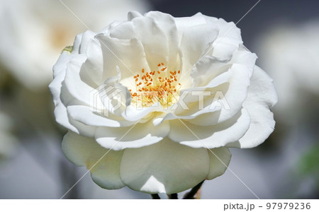 Flowers Roses of different varieties and species close-up 97979236