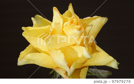 Flowers Roses of different varieties and species close-up Flowers Roses of different varieties and species close-up 97979278