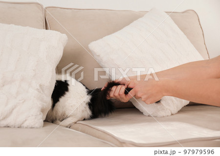 Woman beating cat at home, closeup of hands. Domestic violence against pets 97979596