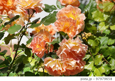 Flowers Roses of different varieties and species close-up 97979658