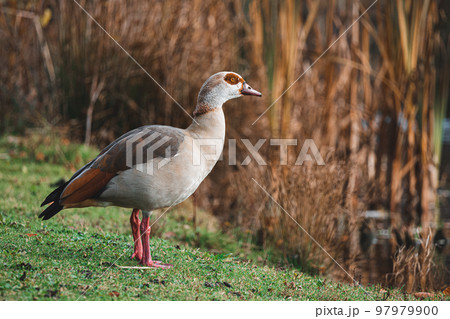 Portrait of Beautiful funny nile goose standing near lake 97979900