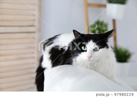 Cute cat on sofa at home. Domestic pet Cute cat on sofa at home. Domestic pet 97980229