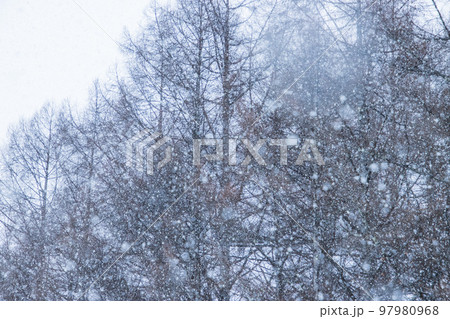 降りしきる雪と枯れ木 降りしきる雪と枯れ木 97980968