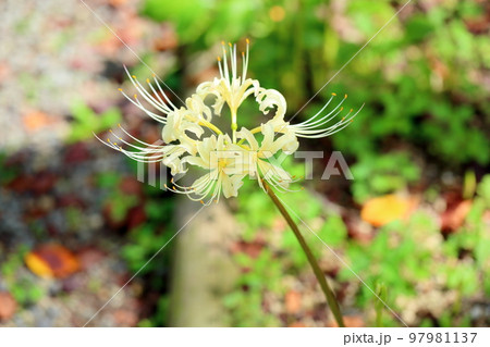 白色ヒガンバナの花 97981137