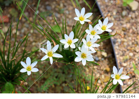 タマスダレの花 タマスダレの花 97981144