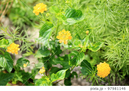 ランタナの花 ランタナの花 97981146