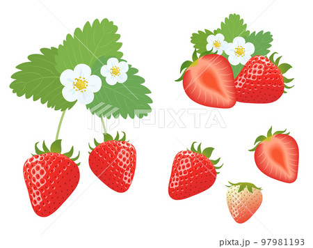 いちごのセット いちごのセット 97981193