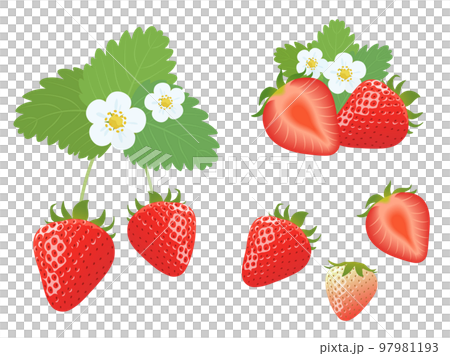 いちごのセット いちごのセット 97981193