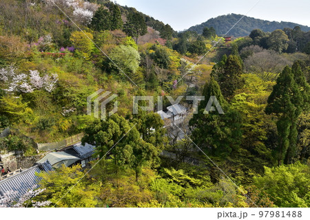 日本の京都 春の清水寺 清水の舞台と呼ばれる国宝の本堂 舞台から見た美しい桜と新緑と音羽の瀧 日本の京都 春の清水寺 清水の舞台と呼ばれる国宝の本堂 舞台から見た美しい桜と新緑と音羽の瀧 97981488