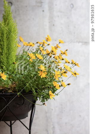 鉢植えの花 97981635