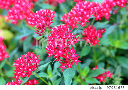 ペンタスの花 97981673