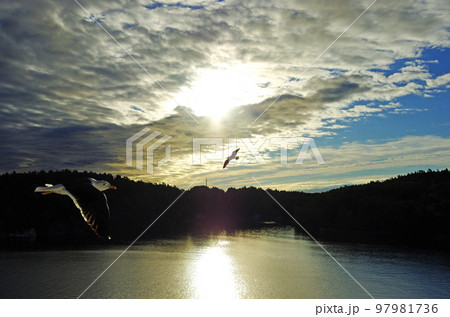 早朝のバルト海の空を羽ばたくカモメ 97981736