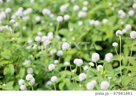 センニチコウの花 97981861
