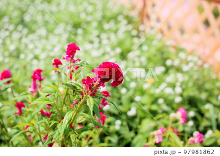 ケイトウの花 ケイトウの花 97981862