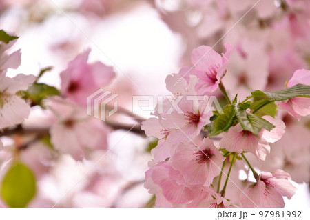 大島桜 咲く 大島桜 咲く 97981992