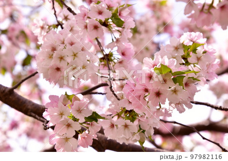 大島桜 咲く 大島桜 咲く 97982116