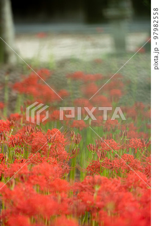 京都府八野市尻野尻の若宮八幡宮の彼岸花 97982558