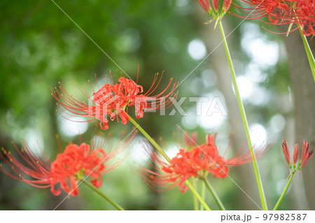 京都府八野市尻野尻の若宮八幡宮の彼岸花 京都府八野市尻野尻の若宮八幡宮の彼岸花 97982587