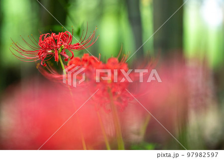 京都府八野市尻野尻の若宮八幡宮の彼岸花 97982597