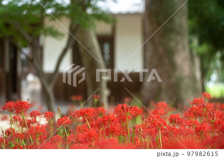 京都府八野市尻野尻の若宮八幡宮の彼岸花 97982615