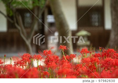 京都府八野市尻野尻の若宮八幡宮の彼岸花 京都府八野市尻野尻の若宮八幡宮の彼岸花 97982630