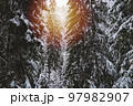 Pine trees covered with snow, warm glow effect, winter 97982907