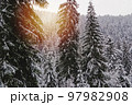 Pine trees covered with snow, warm glow effect, winter 97982908