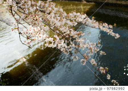 川沿い・目黒川・枝・桜・春・日本・枝・風景・風情・水面・アップ 川沿い・目黒川・枝・桜・春・日本・枝・風景・風情・水面・アップ 97982992