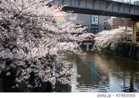 川沿い・目黒川・枝・桜・春・日本・枝・風景・風情 97983005