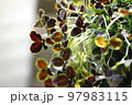 クローバーの鉢植え 97983115