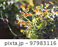 クローバーの鉢植え 97983116