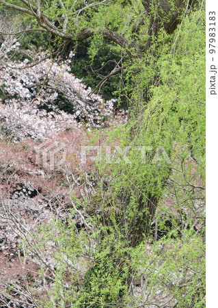 春の山肌 春の山肌 97983183
