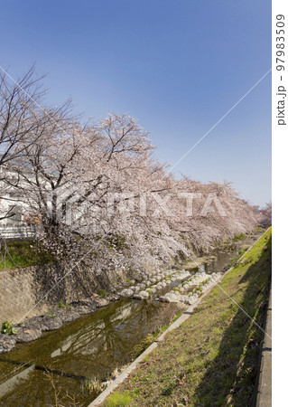 角川武蔵野ミュージアム前を流る東川の桜並木 角川武蔵野ミュージアム前を流る東川の桜並木 97983509
