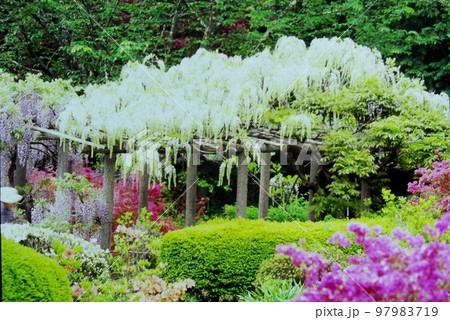 栗尾山満願寺つつじ公園の藤棚 栗尾山満願寺つつじ公園の藤棚 97983719