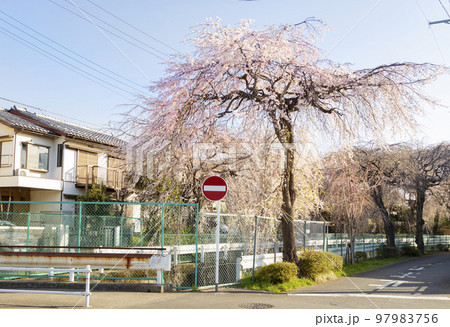 砂川堀のしだれ桜 97983756