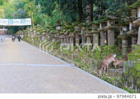 春日大社の石灯篭と鹿【日本:奈良】の写真素材 [97984071] - PIXTA